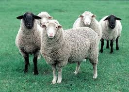 Câu đố về con cừu